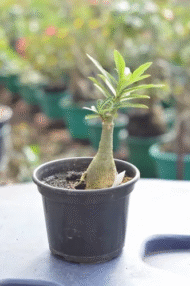 Enxerto Rosa do Deserto TS-222: Flor Tripla Lilás - Imagem 3