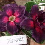 Enxerto Rosa do Deserto TS-222: Flor Tripla Lilás