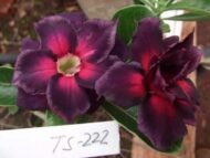 Enxerto Rosa do Deserto TS-222: Flor Tripla Lilás