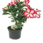 01 Muda Rosa do Deserto com 2 Anos de Idade