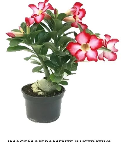 01 Muda Rosa do Deserto com 2 Anos de Idade