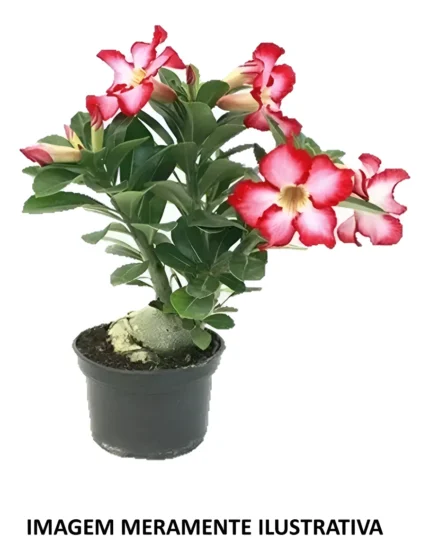 01 Muda Rosa do Deserto com 2 Anos de Idade