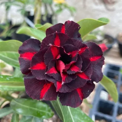 01 Rosa Do Deserto Enxertada Dobrada PT-14 – GOSTH