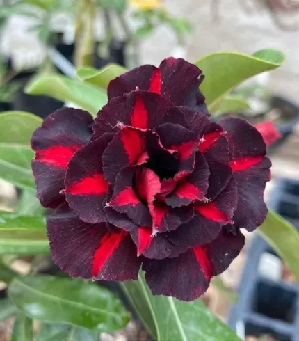 01 Rosa Do Deserto Enxertada Dobrada PT-14 – GOSTH