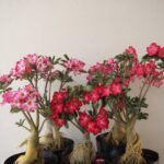 04 Rosas do Deserto com 2 Anos – Já com Flor, Cores Sortidas