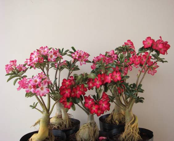 04 Rosas do Deserto com 2 Anos – Já com Flor, Cores Sortidas 04 Rosas do Deserto com 2 Anos – Já com Flor, Cores Sortidas - Imagem 1