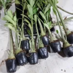 10 Rosa do Deserto Cavalos Porta Enxerto 25cm+