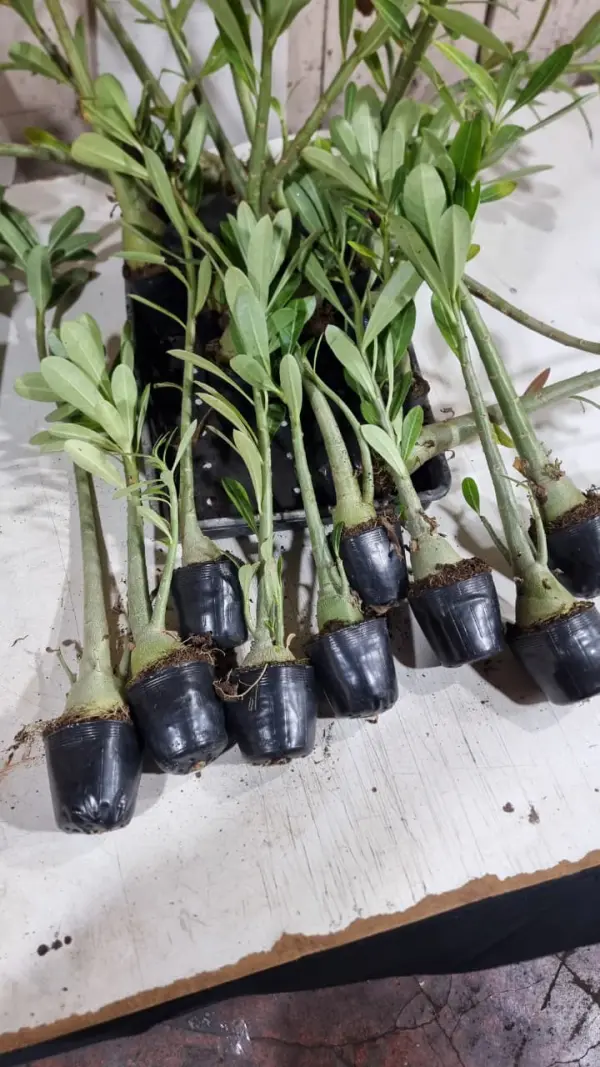 10 Rosa do Deserto Cavalos Porta Enxerto 25cm 10 Rosa do Deserto Cavalos Porta Enxerto 25cm+ - Imagem 1