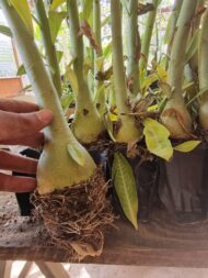 01 Rosa Do Deserto Dobrada Negra PT-14 TS-314 - Imagem 2