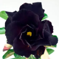 10 Sementes De Rosa Do Deserto Negra Dobrada/tripla - Imagem 3