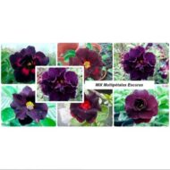 10 Sementes De Rosa Do Deserto Negra Dobrada/tripla - Imagem 6