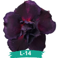 10 Sementes De Rosa Do Deserto Negra Dobrada/tripla - Imagem 4