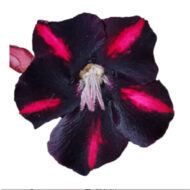 10 Sementes De Rosa Do Deserto Negra Dobrada/tripla - Imagem 5