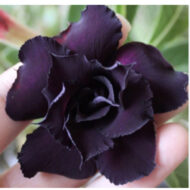 10 Sementes De Rosa Do Deserto Negra Dobrada/tripla - Imagem 2