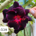 Rosa do Deserto Negra Enxertada VS-14 LM-110