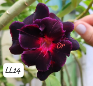 Rosa do Deserto Negra Enxertada VS-14 LM-110