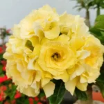 Rosa do Deserto Amarela Enxertada VS-14 Bridal Buquê