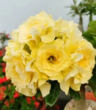 Rosa do Deserto Amarela Enxertada VS-14 Bridal Buquê