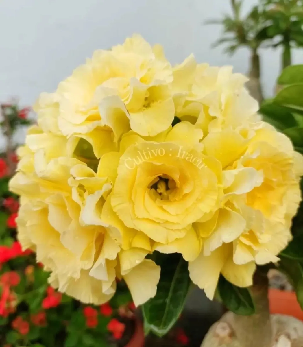 Rosa do Deserto Amarela Enxertada VS-14 Bridal Buquê Rosa do Deserto Amarela Enxertada VS-14 Bridal Buquê