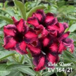 Rosa do Deserto Enxertada BELA DONA