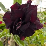 Rosa do Deserto Enxertada Preta Dobrada L-14