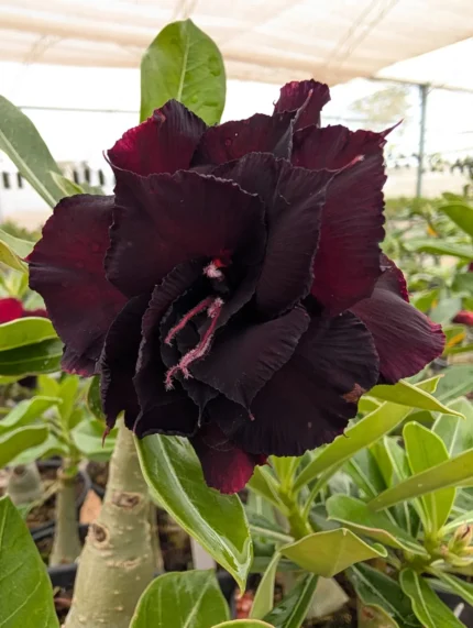 Rosa do Deserto Enxertada Preta Dobrada L-14