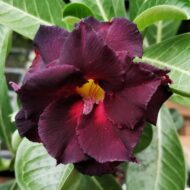 Rosa do Deserto Negra Enxertada Dobrada VS-14 LM-145 | Muda Premium com Cor Garantida