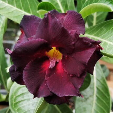 Rosa do Deserto Negra Enxertada Dobrada VS-14 LM-145 | Muda Premium com Cor Garantida